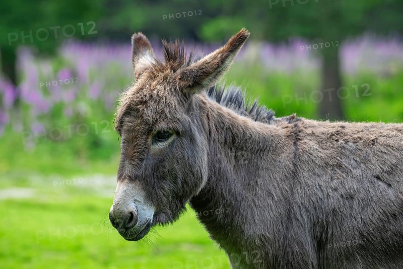 Miniature donkey, close-up portrait in meadow with flowers in spring, Mediterranean donkey breed originally from Sardinia and Sicily