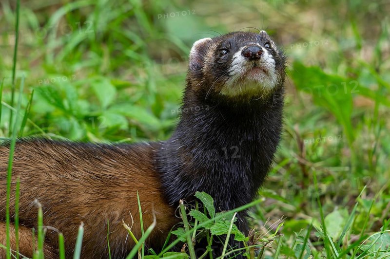 European polecat (Mustela putorius) close-up portrait in meadow