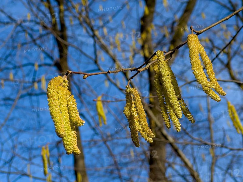 Flowering Common hazel, Hazelnut bush, Hazel bush, Drateln, Hagnuss, Common hazel, Common hazelnut, Klöterbusch, Waldhasel, Klaeterbusk Kätzlein, Hüselte, Hasselstruk Hesse (Corylus avellana)
