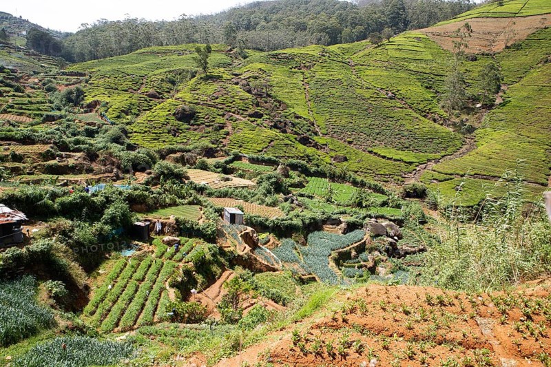 Tea plantations in Nuwara Eliya, Central Province, Sri Lanka, Asia