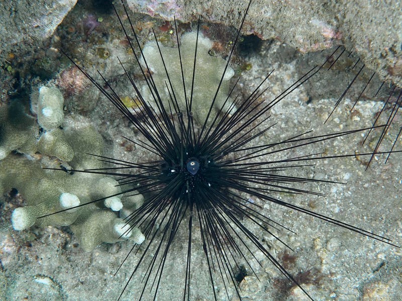Arbacia lixula with long spines, Diadem sea urchin (Diadema setosum), on sandy seabed, dive site Pidada, Penyapangan, Bali, Indonesia, Asia