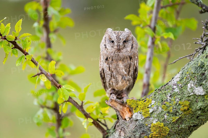 Eastern screech owl (Megascops asio) or Eastern screech-owl, captive, sitting on a branch, Pyrenees, Catalonia, Spain, Europe