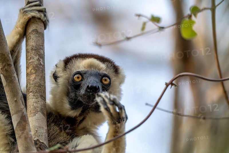 Larval sifaka (Propithecus verreauxi), Bemanonga, Menabe, Madagascar, Africa