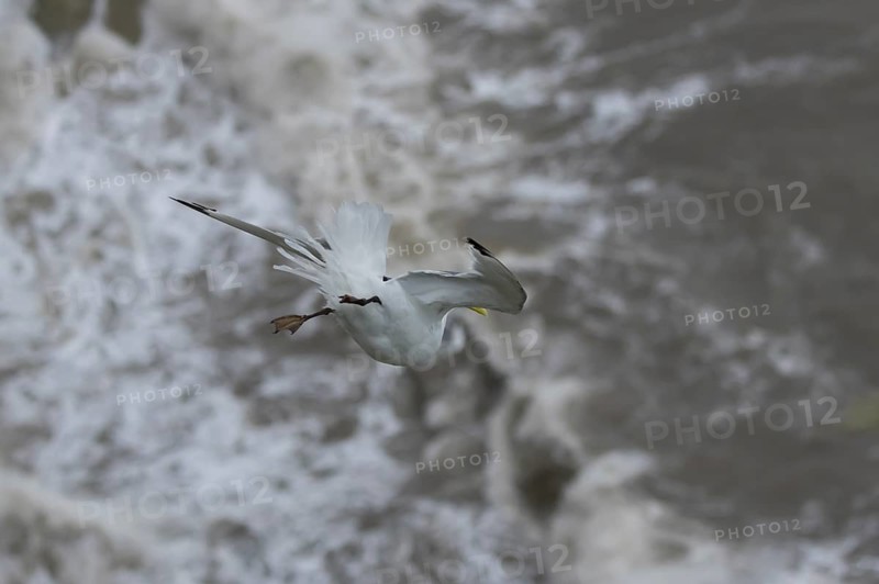 Black-legged kittiwake (Rissa tridactyla) adult bird flying over the sea, England, United Kingdom, Europe