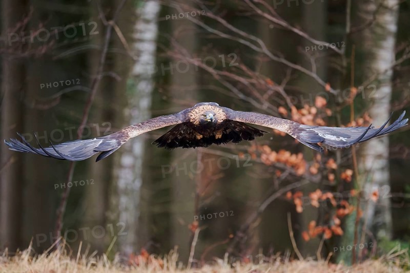Golden eagle in flight (Aquila chrysaetos) Bavaria, Germany, Europe