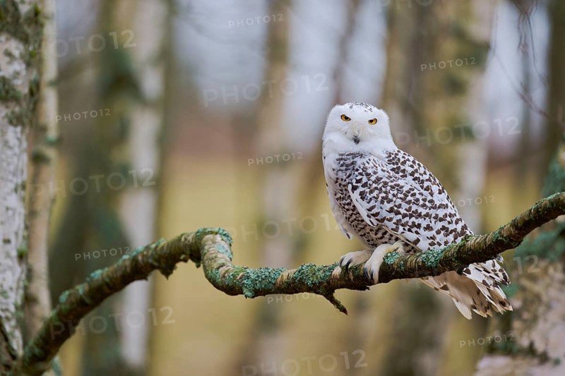 Snowy owl on branch (Bubo scandiacus) captive, Czech Republic, Europe