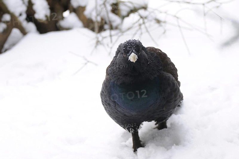 Bird in a snow-covered winter landscape, dark feathers, looking curiously, capercaillie (Tetrao urogallus), Bavarian Forest National Park
