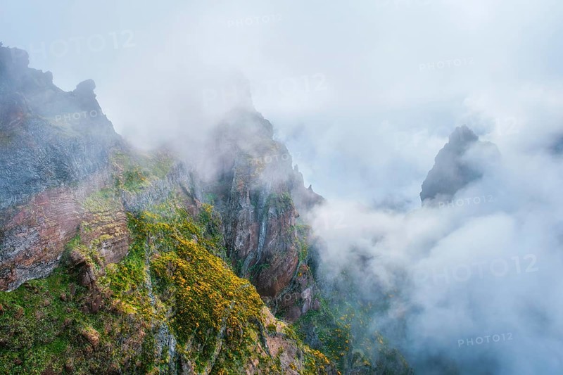 A mountain covered in fog and clouds with blooming Cytisus shrubs. Near Pico de Arieiro, Madeira island, Portugal, Europe