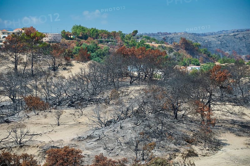 Burnt landscape with some green trees and hills in the background, forest fires, summer 2023, forest fire damage, Lardos Bay, near Kiotari, Rhodes, Dodecanese, Greek Islands, Greece, Europe