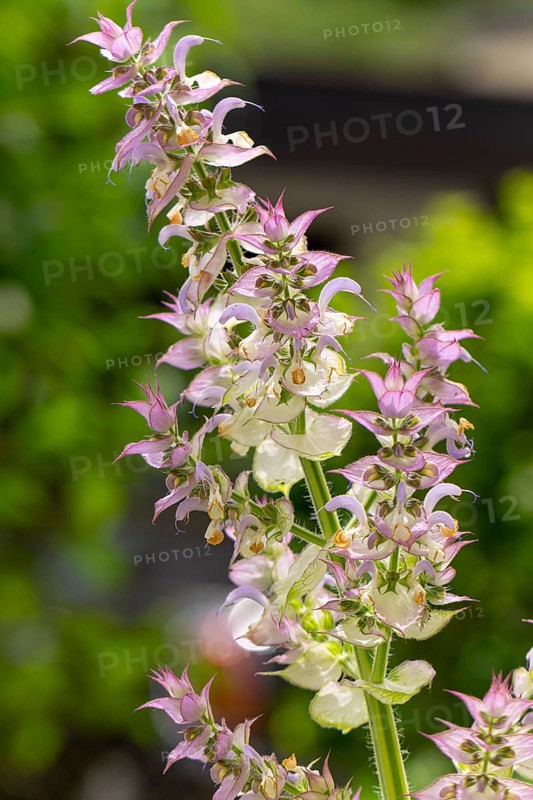 Flowers of clary (Salvia sclarea) with delicate purple blossoms on a blurred background in close-up, Ternitz, Lower Austria, Austria, Europe