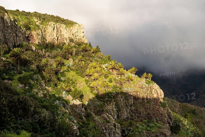 View from the Mirador Degollada de Peraza to the north. Rocks with palm trees in the sun, low clouds behind. La Gomera, Canary Islands, Spain, Europe