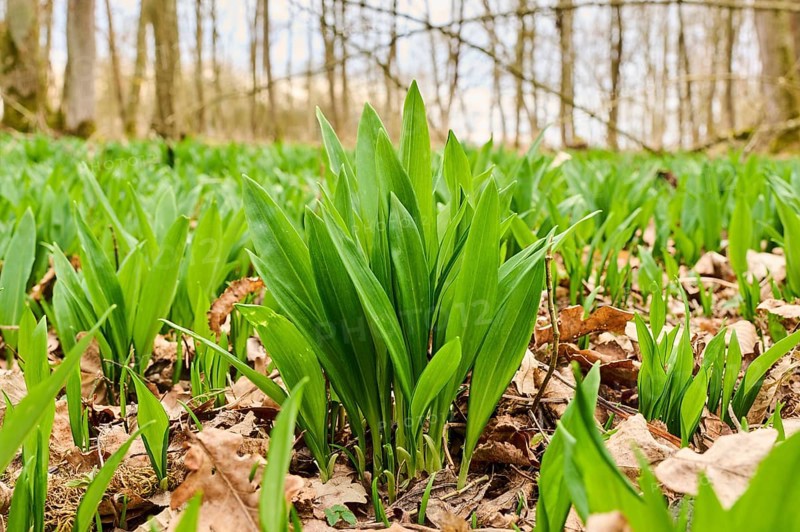 Wild garlic (Allium ursinum) growing in a forest in spring, Bavaria, Germany, Europe