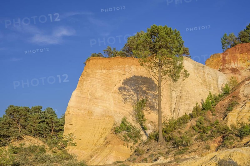 Single Aleppo pine (Pinus halepensis) and ochre rock Colorado de Rustrel, Rustrel, Département Vaucluse, France, Europe