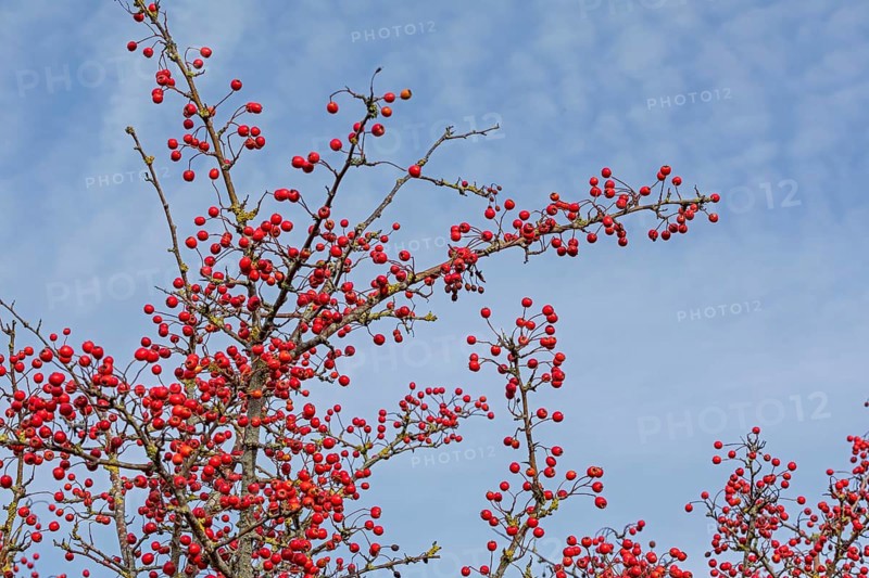 Red berries, hawthorn (Crataegus), Truleigh Hill, Shoreham by Sea, South Downs, West Sussex, England, Great Britain