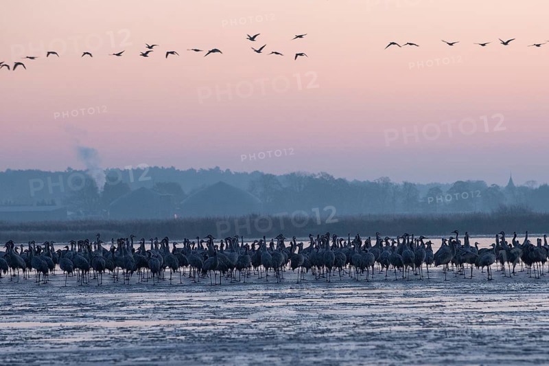 Crane (Grus grus) Resting and roosting on frozen lake, autumn crane migration, Brandenburg, Germany, Europe