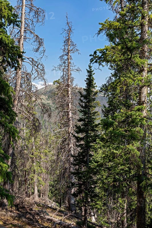 Monarch, Colorado, Trees near the continental divide on Monarch Mountain killed by the spruce bark beetle (Dendroctonus rufipennis) . The problem is expected to get worse as the climate warms
