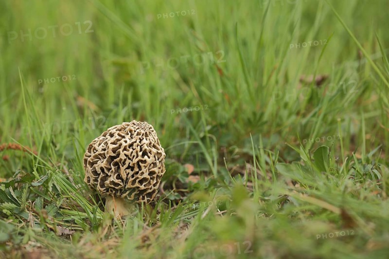 Grey edible morel, common morel, morels (Morchella vulgaris), morel, Morchella, Morchelartige, Morchellaceae, Pezizales, Pezizales, fungus, tubular fungus, mushroom, Weilbacher Kiesgruben, Weilbach, Flörsheim, Taunus, Hesse, Germany, Europe