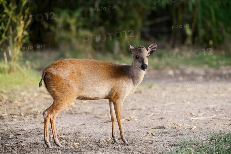 Red forest duiker (Cephalophus natalensis), captive, occurring on the south-east coast of Africa