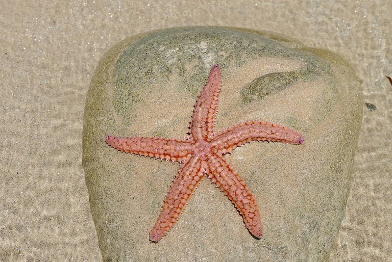 Common starfish (Asterias rubens) on a stone in a tidal pool, Brittany, France, Europe