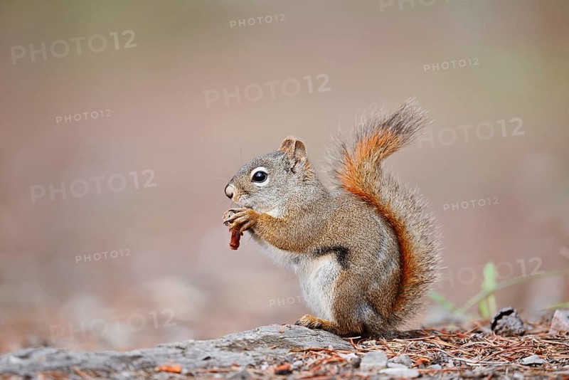 American red squirrel (Tamiasciurus hudsonicus) sits feeding on the forest floor, Jasper National Park, Alberta, Canada, North America