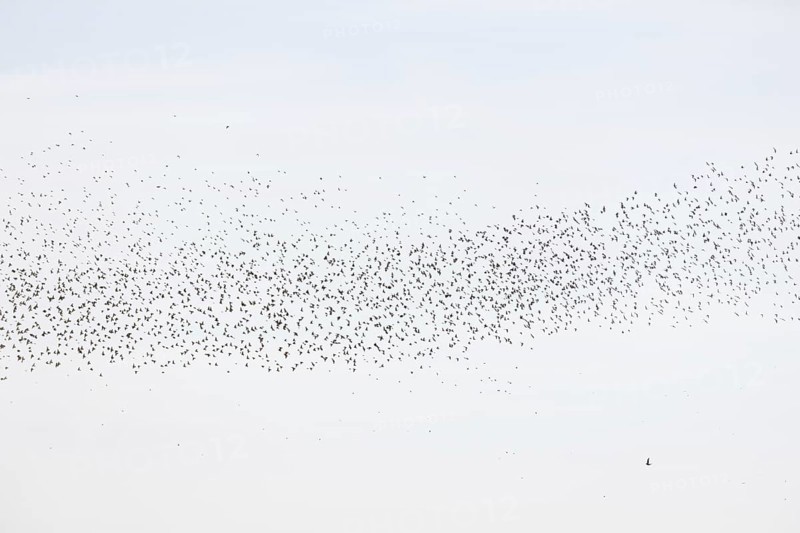 Common (Sturnus vulgaris) starlings fly together, in perfect symbiosis to protect themselves from enemies. Bas-Rhin, Collectivite europeenne d'Alsace, Grand Est, France, Europe