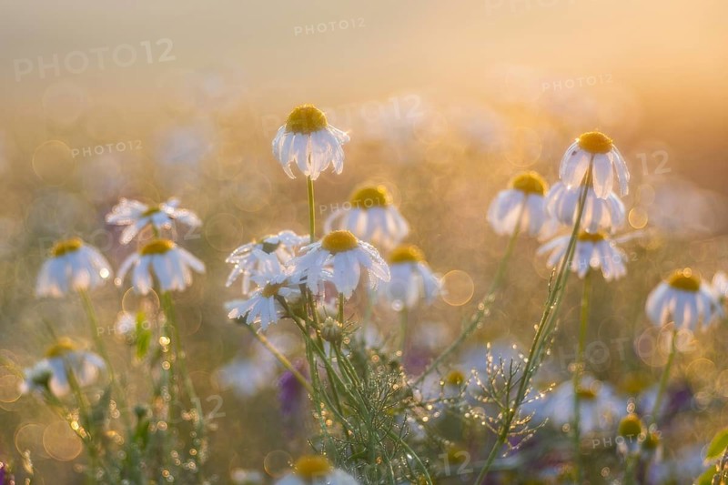 Common camomile (Matricaria recutita), Asteraceae, Otterswang, Pfullendorf, Linzgau, Baden-Württemberg, Germany, Europe