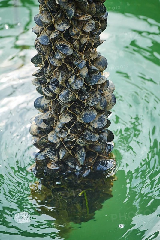 Blue (Mytilus edulis) mussels hanging on a rope at mussel farm of Musclarium near la rapita, ebro delta, Catalonia, Spain, Europe
