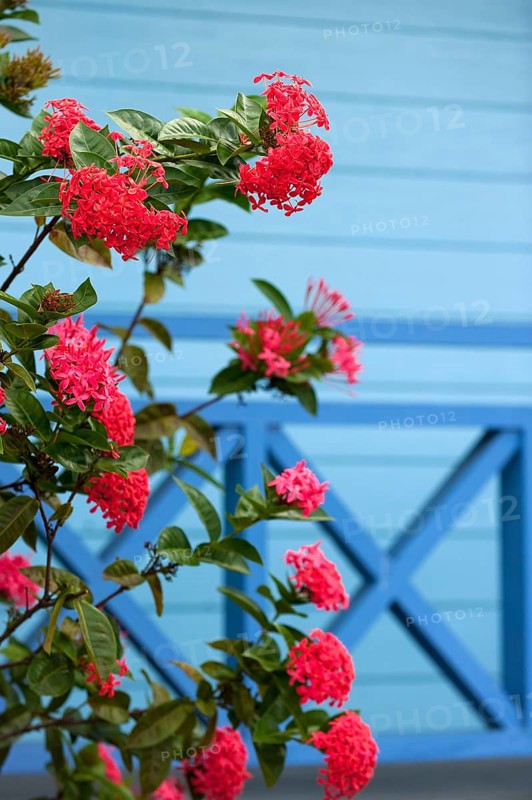 Maltese cross flower, jungle geranium (ixora coccinea), flower, plant, medicinal plant, red, flowering, blossom, contrast, complementary, Australia, Oceania