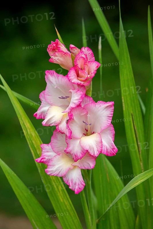 Sword lily (Gladiolus), Kiel, Schleswig-Holstein, Germany, Europe