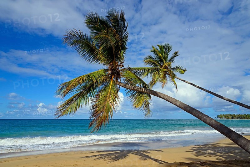 Leaning palm trees on the beach with a wide view of the sea and dramatic sky, Limon beach, El Limón, El Seibo, Dominican Republic, Hispaniola, Caribbean, America, Central America