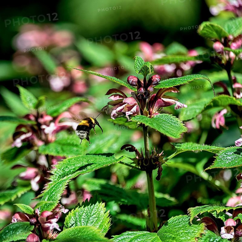Deadnettles (Lamium), Botanic Garden, Dublin, Ireland, Europe