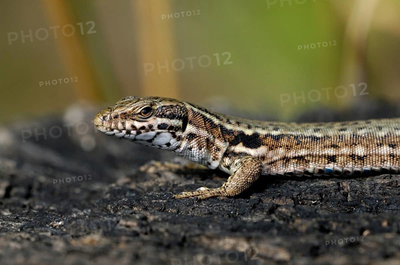 Iberian rock lizard (Lacerta muralis), Wall lizard, common wall lizards, Other animals, Reptiles, Animals, Lizards, Common wall lizard, European wall lizard (Podarcis muralis) male basking