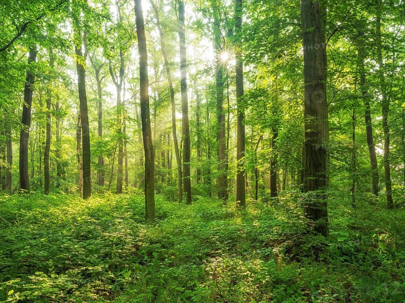 Sun shines through near-natural beech forest with dense undergrowth through natural regeneration, Burgenlandkreis, Saxony-Anhalt, Germany, Europe