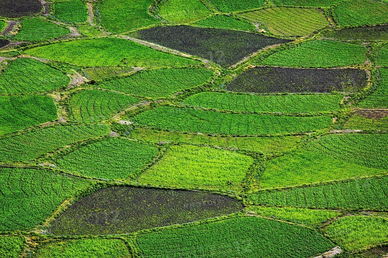 Green fields in Spiti Valley, Himachal Pradesh, India, Asia