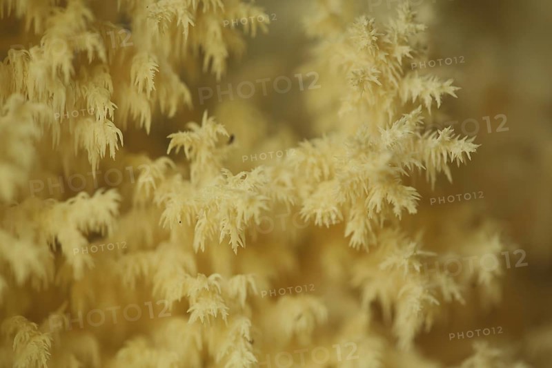 Branched spiny beard (Hericium clathroides), detail, Marko, monochrome, yellow, ochre, bizarre, filigree, spiny, beech spiny beard, spiny beards, spiny beard, Hericium, russulaceae, brittle-leaved, Russulales, stand mushroom, mushroom, Idstein, Taunus, Hesse, Germany, Europe