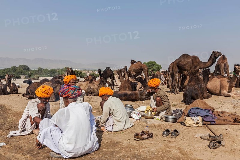 PUSHKAR, INDIA, NOVEMBER 20, 2012: Indian men and camels at Pushkar camel fair (Pushkar Mela), annual five-day camel and livestock fair, one of the world's largest camel fairs and tourist attraction
