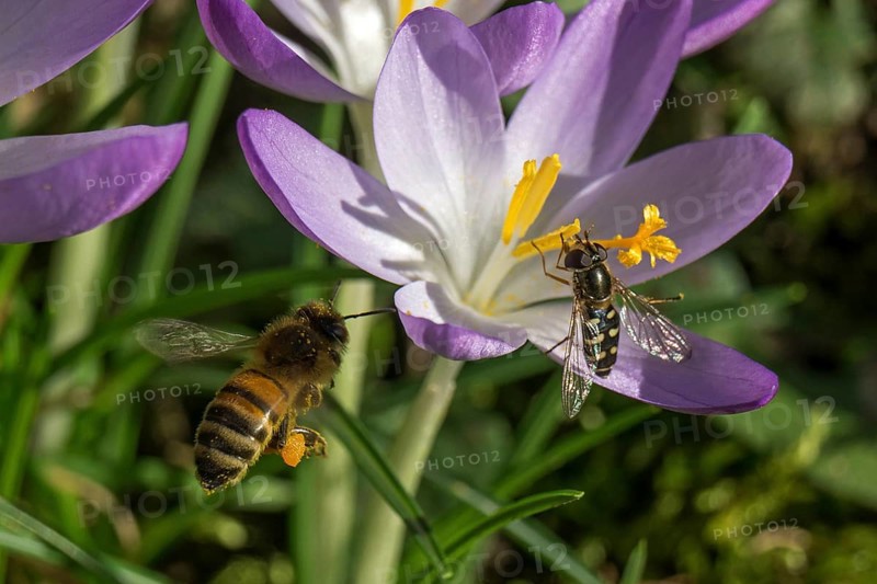 Honey bee (Apis) flying to a crocuses (Crocus), hoverfly (Syrphidae) sitting on a crocus, violet, Baden-Württemberg, Germany, Europe