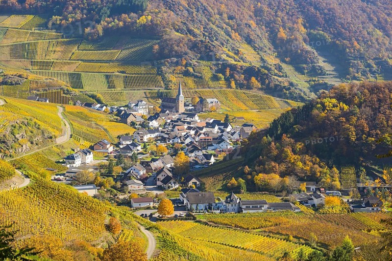 Vineyards in autumn, Mayschoß with parish church, red wine growing region Ahrtal, red wine of the Pinot Noir and Portugieser grape is grown here, Eifel, Rhineland-Palatinate, Germany, Europe