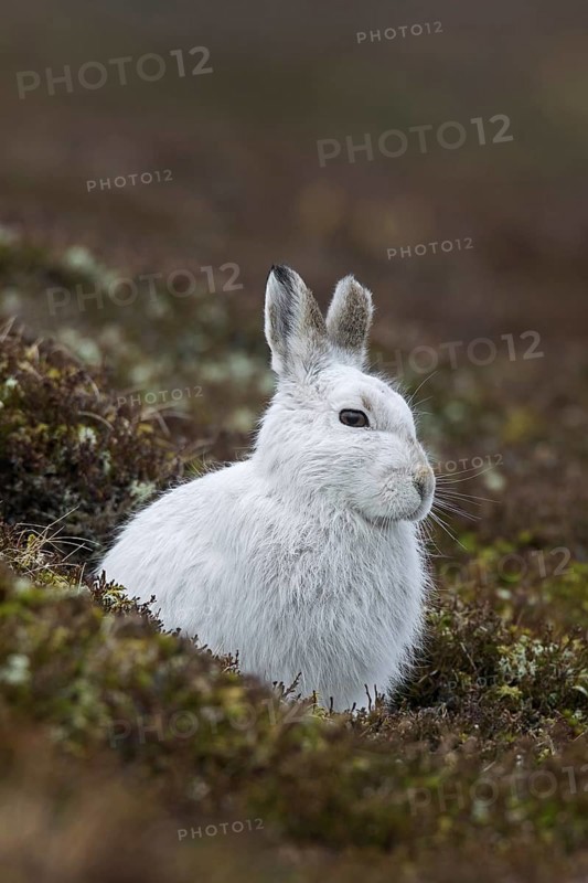 Close up of mountain hare (Lepus timidus), Alpine hare, snow hare in white winter pelage resting in moorland, heathland in spring