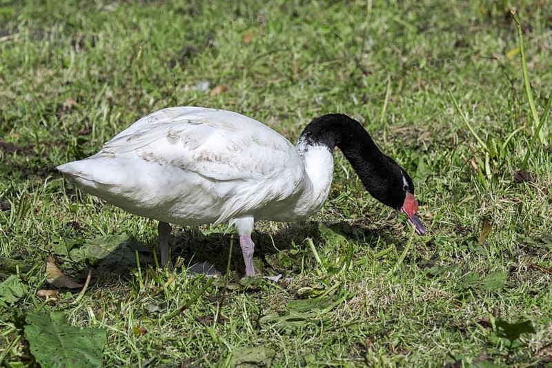 Black-necked swan (Cygnus melancoryphus) native to South America foraging in grassland