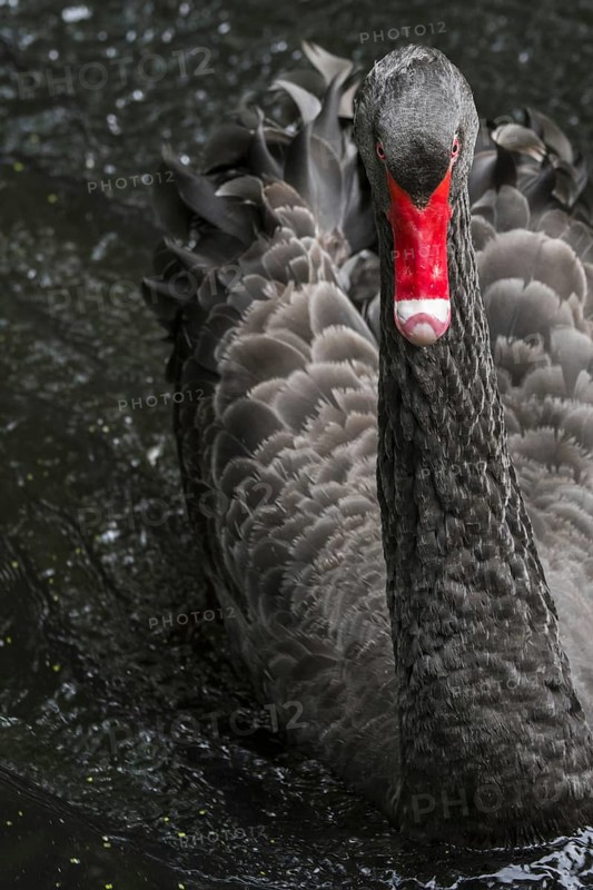 Black swan (Cygnus atratus) (Anas atrata) swimming in pond, large waterbird native to Australia