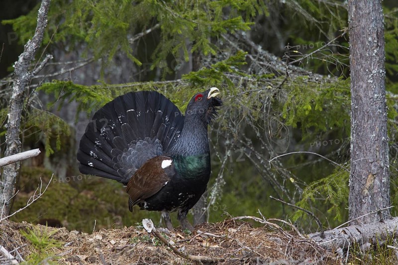 Western Capercaillie (Tetrao urogallus), Wood Grouse, Heather Cock calling during courtship display in forest in spring