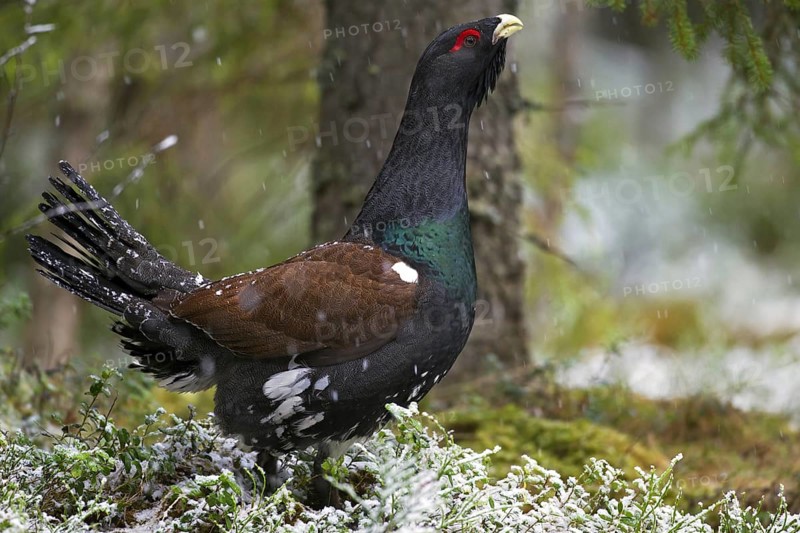 Western Capercaillie (Tetrao urogallus), Wood Grouse, Heather Cock juvenile male in the snow in forest in spring