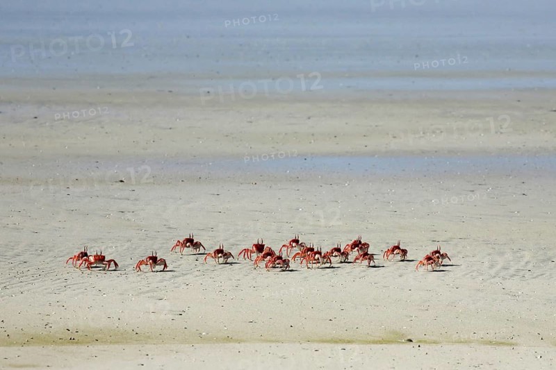 Painted ghost crabs, cart driver crab (Ocypode gaudichaudii) on the beach at Puerto Villamil on Isabela Island, Galápagos Islands, Ecuador, Latin America, South America