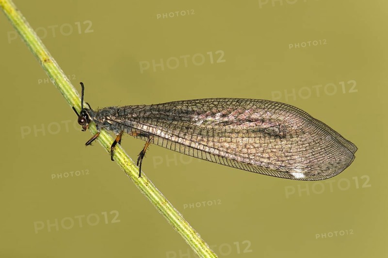 Common formicarius (Myrmeleon formicarius), Valais, Switzerland, Europe
