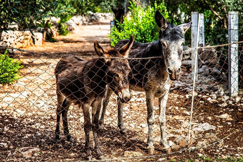 Donkey, mountainous and bay-rich Lustica peninsula, lies off the fjord-like Bay of Kotor in the Adriatic Sea, Montenegro, Lustica, Montenegro, Europe
