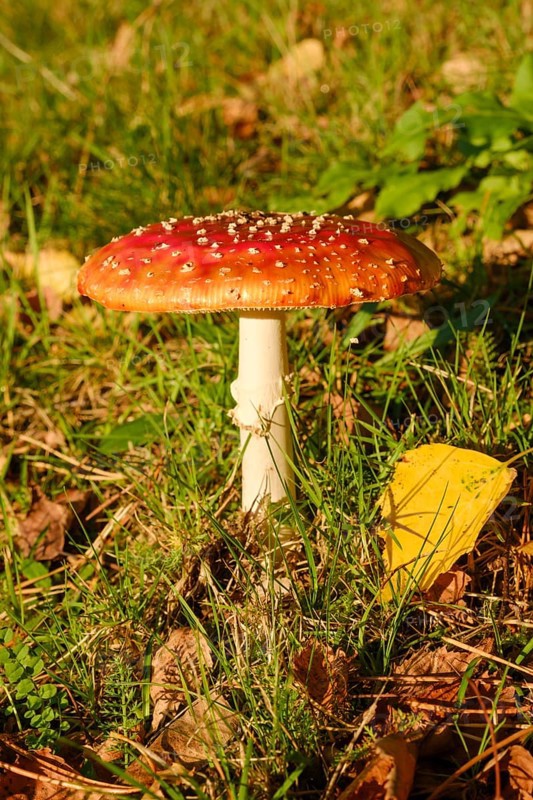 Fly agaric (Amanita muscaria) in a meadow, close-up, Emsland, Lower Saxony, Germany, Europe