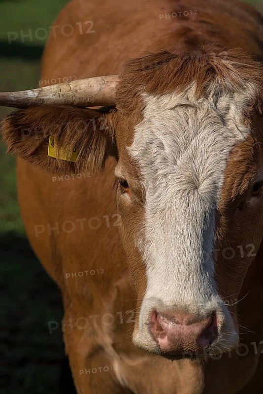 Portrait of Buntscheck cattle, Franconia, Bavaria, Germany, Europe