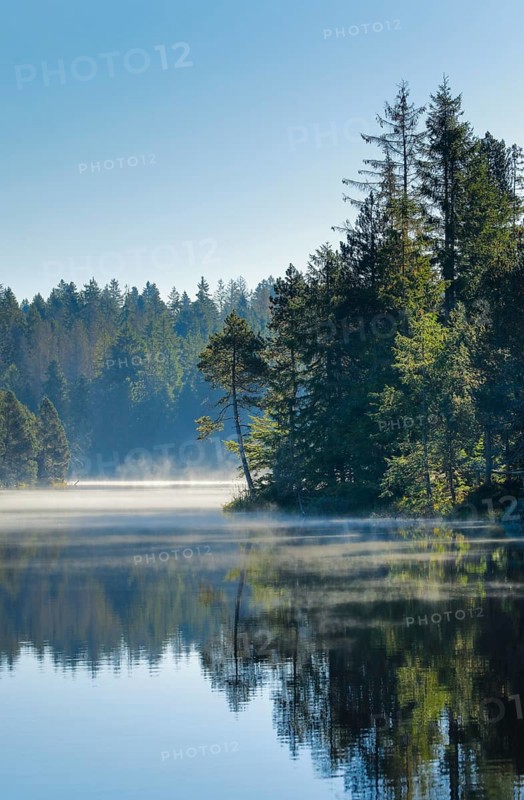 Pines and spruces line the shore of the mirror-smooth Étang de la Gruère moorland lake covered in mist in the canton of Jura, Switzerland, Europe