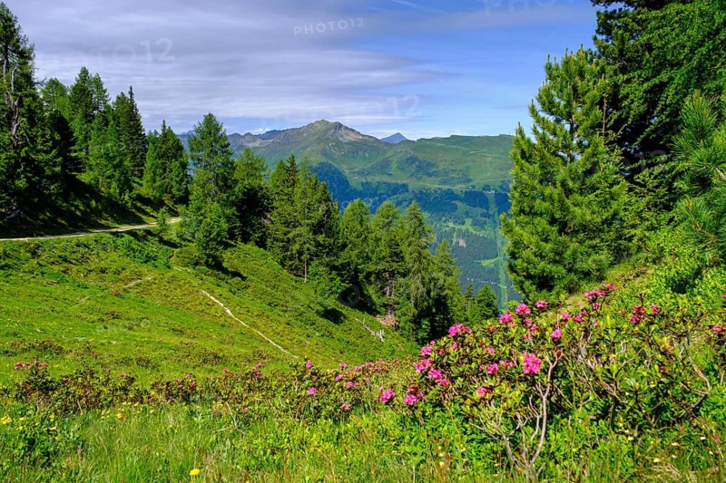 Alpine rose, rhododendron, on the stone pine path, on the Graukogel, Bad Gastein, Gastein Valley, Salzburger Land, Austria, Europe